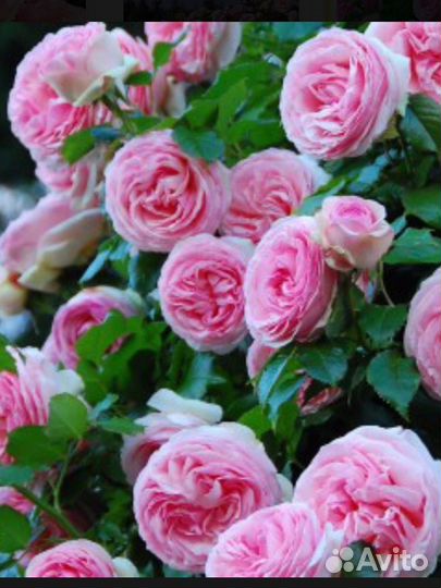 Роза саженец - 9 сортов