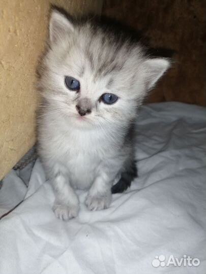 Кошки шотландцы
