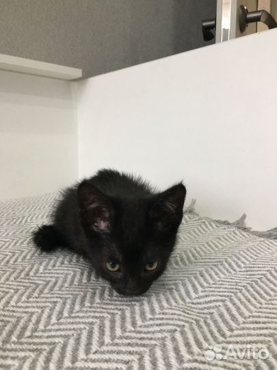 Отдам в добрые руки котёнка