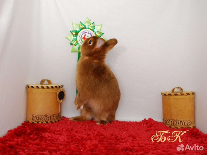 Карликовый сатиновый элитный кролик мажор