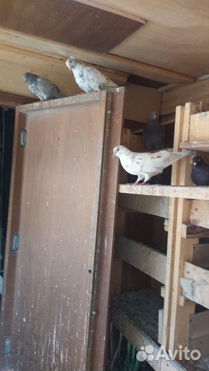 Продажа голубей