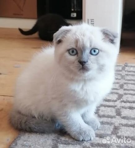 Котята