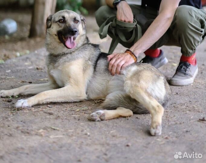 Октавия,скромная ищет дом