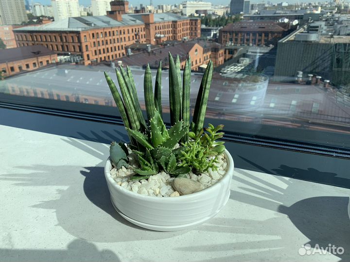 Флорариум: суккуленты и кактусами под заказ