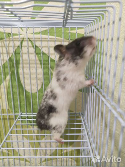 Сирийский хомяк бесплатно