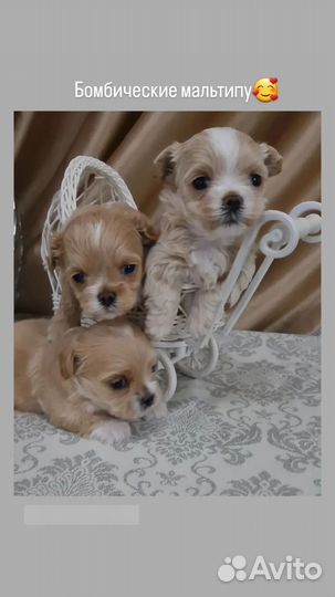 Мальтипу f1 mini