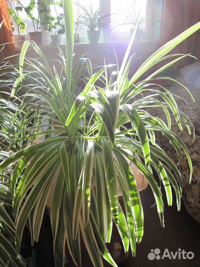 Великолепный хлорофитум - для дома, офиса и дачи