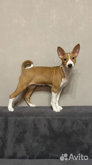 Басенджи классная девочка