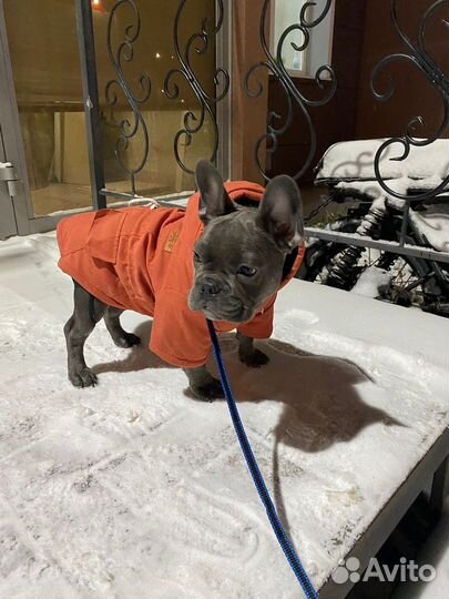 Одежда для собак
