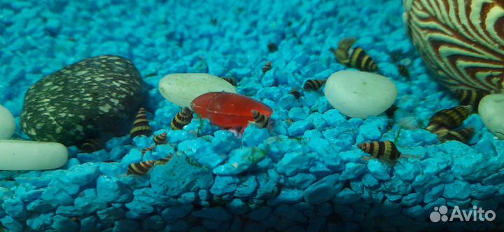 Улитки Хелены, Маризы