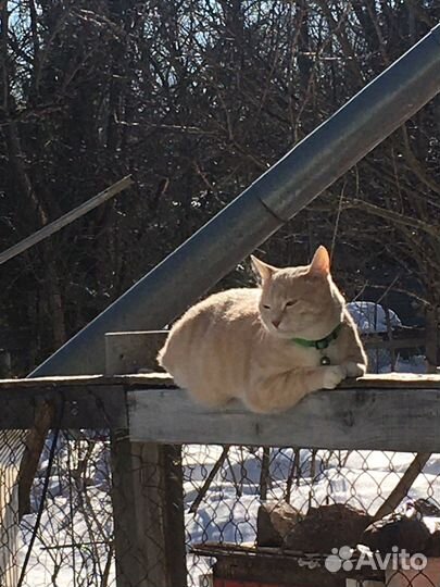 Уход за животными с проживанием