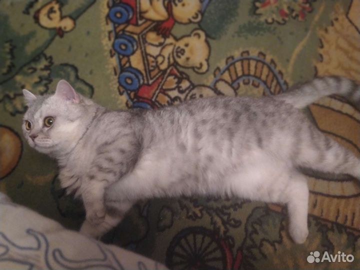 Вязка котов шотландских