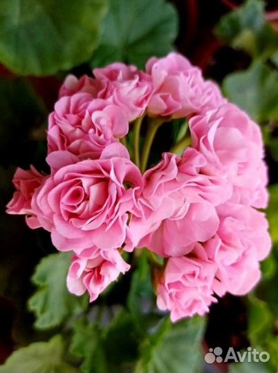 Пеларгонии