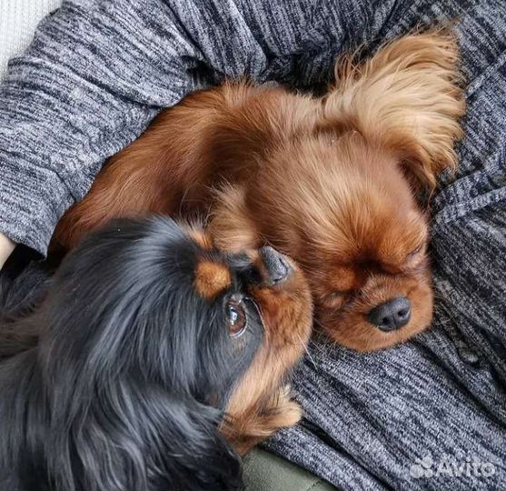 Кавалер Кинг замечательные собачки