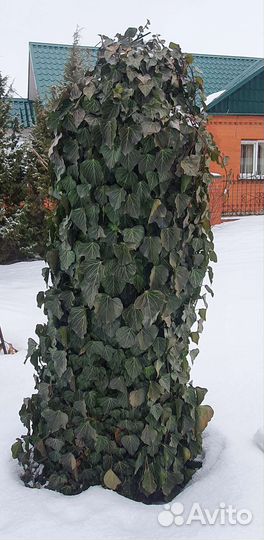 Плющ уличный вечнозелёный