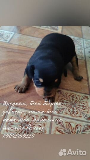 Мини той-терьер щенки