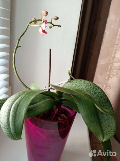 Орхидея фаленопсис парфюмерная фабрика
