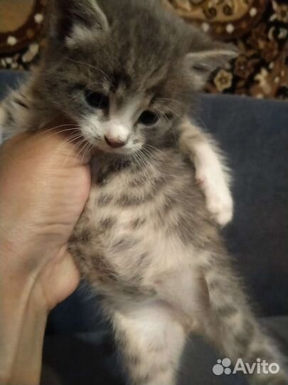 Котята в дар бесплатно