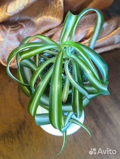 Хлорофитум комнатный кудрявый