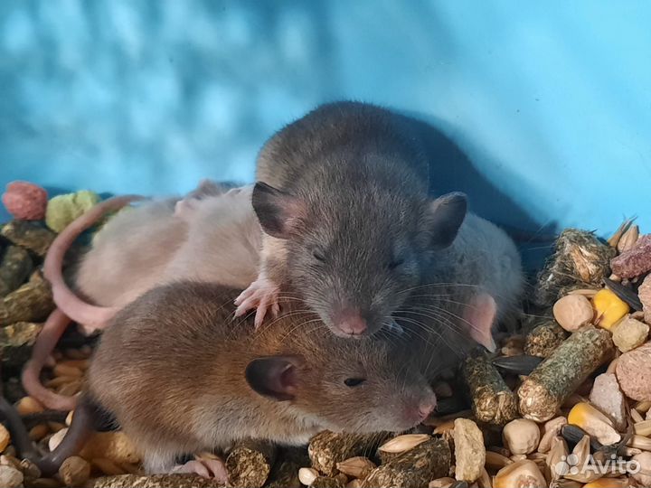 Крысята Агути (3 недели) в подарок на Новый год