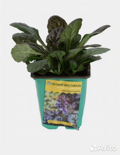 Почвопокровнк -живучка, фиолетовый и розовый