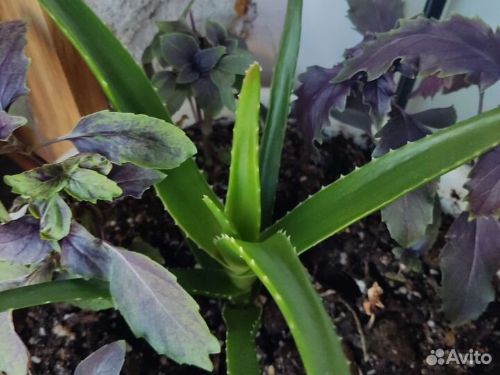 Комнатные растения