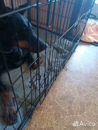 Клетка для собак