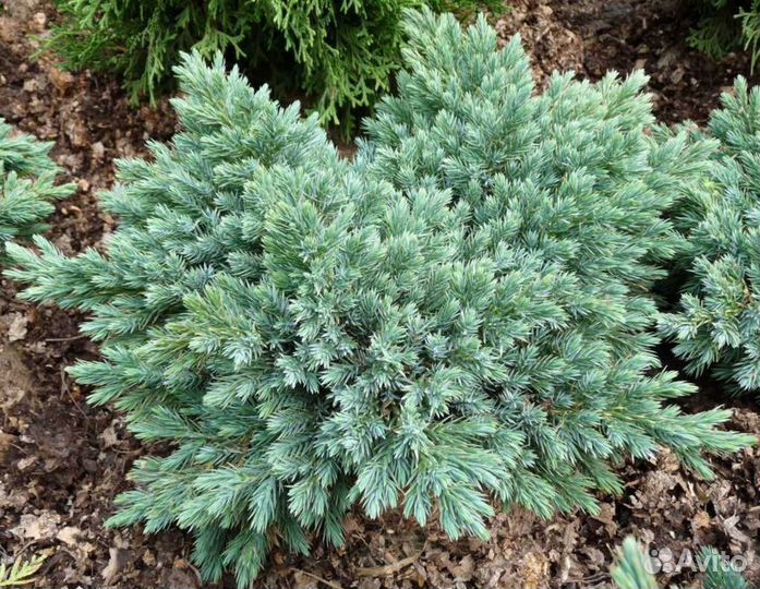 Можжевельник горизонтальный голубой 