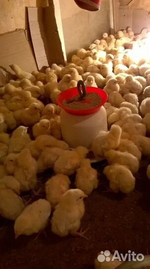 Продаются цыплята бройлеров и подрощанные