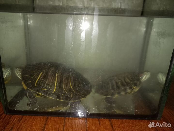 Красноухие черепахи