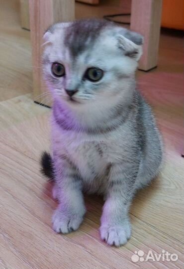 Британская