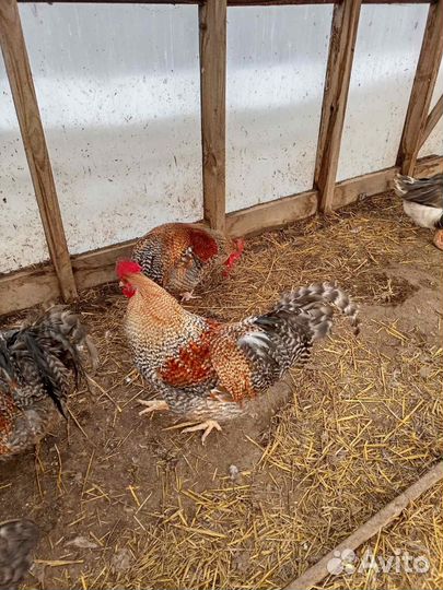 Петухи Бельфельдер