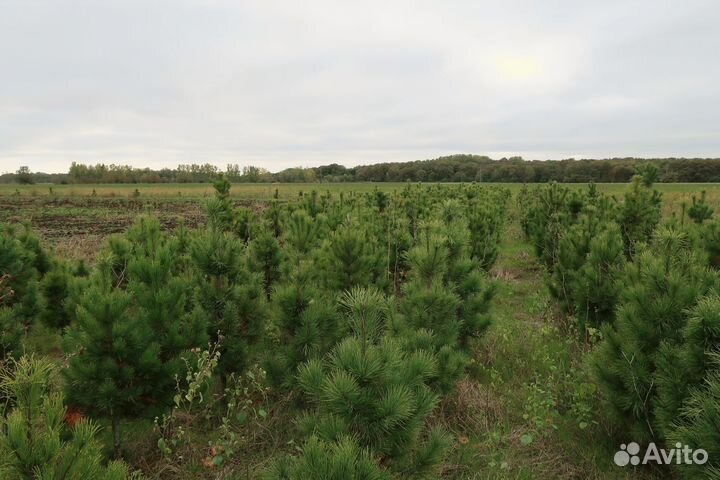 Саженцы кедра