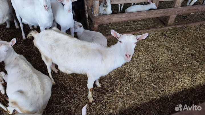Козы чистокровные Зааненской породы