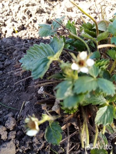 Земляника Белоснежка