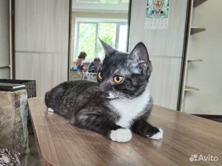 Кошки в добрые руки