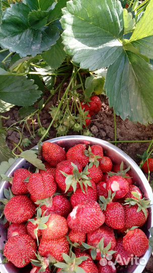 Клубника рассада