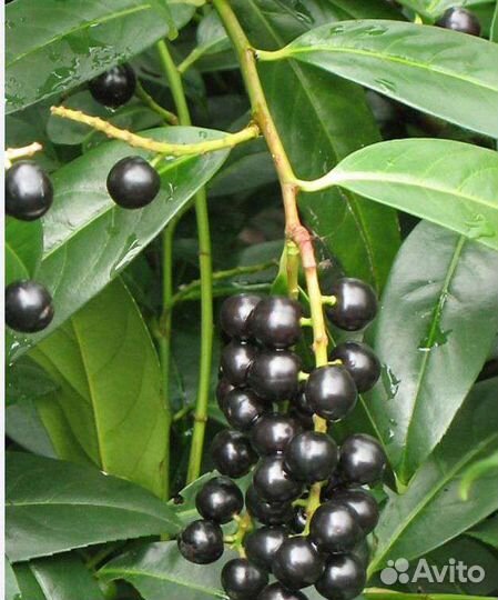 Лавровишня саженцы