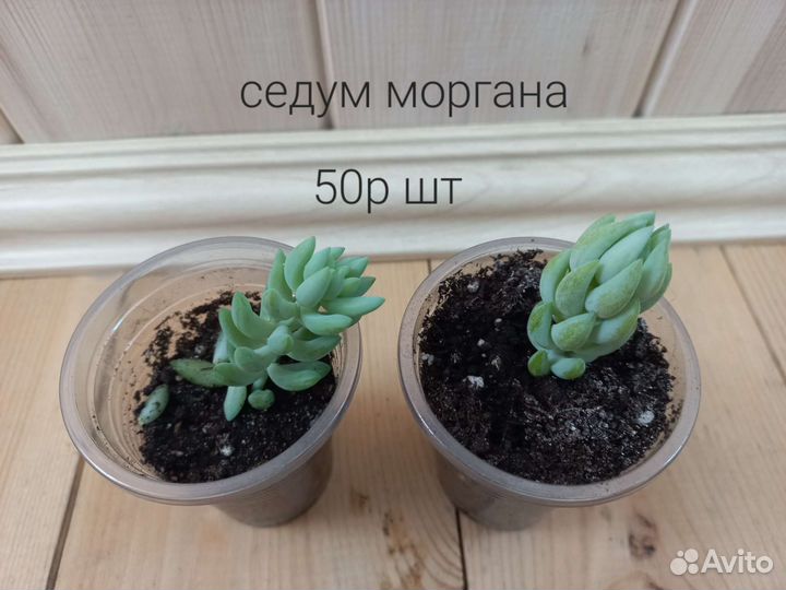 Седум моргана, седум буррито, декабрист