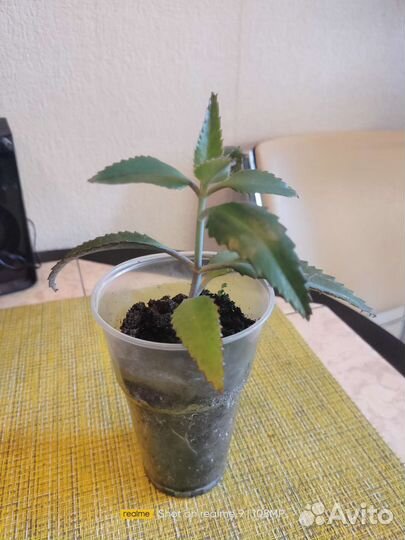 Каланхоэ лечебное