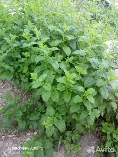 Мелисса лимонная