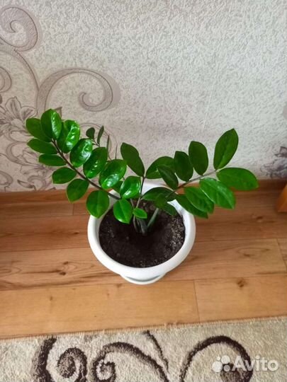 Замиокулькас