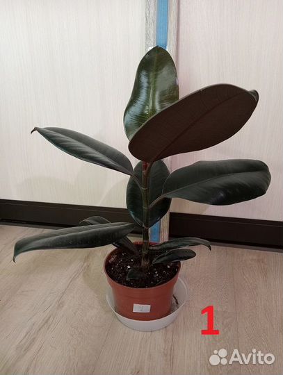 Фикус, разные виды