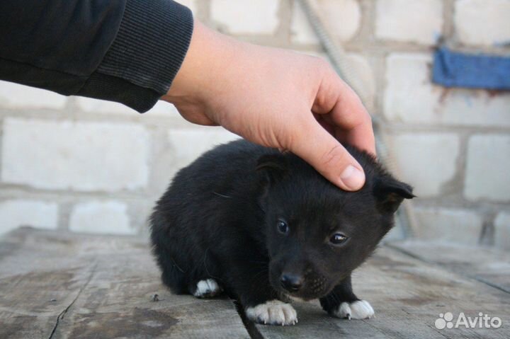 Щенок в добрые руки