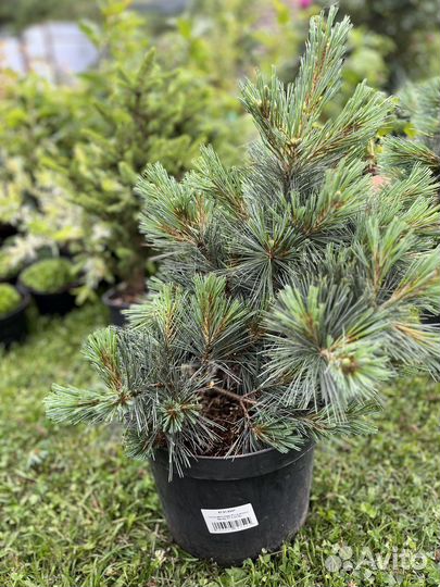 Сосна веймутова Секрет