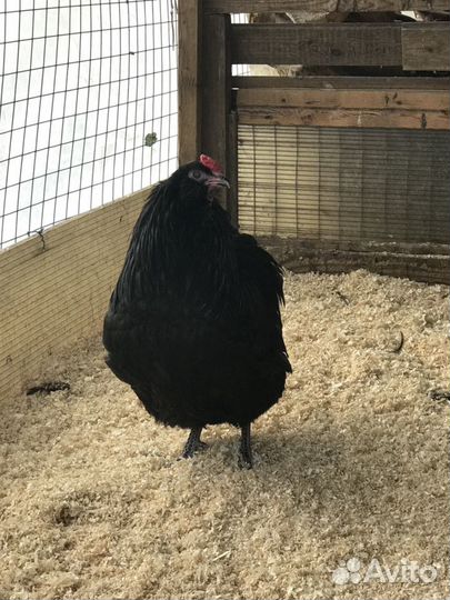 Яйцо голубое амераукан, петухи голубые, черные США