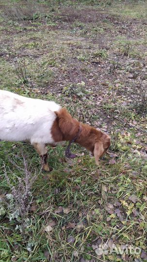 Козел Англо-Нубийский на племя 9 месяцев