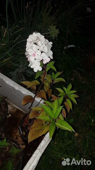 Гортензии метельчатые зимостойкие сорта