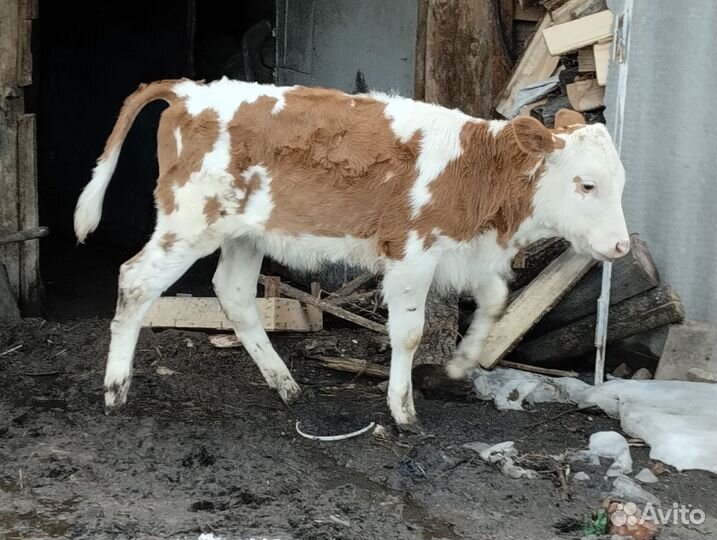 Бычки телята