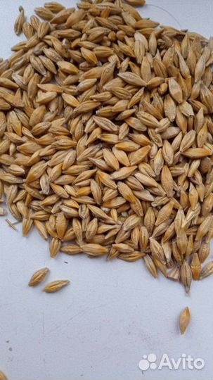 Ячмень пшеница кукуруза